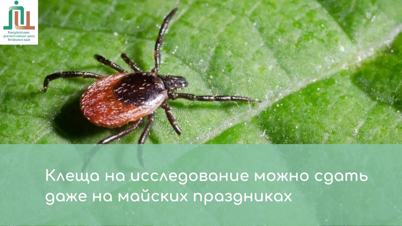 Клеща на исследование можно сдать в праздники