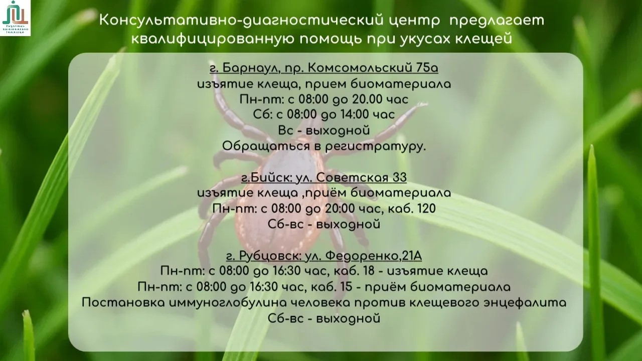 Выход на природу: что нужно знать о клещах